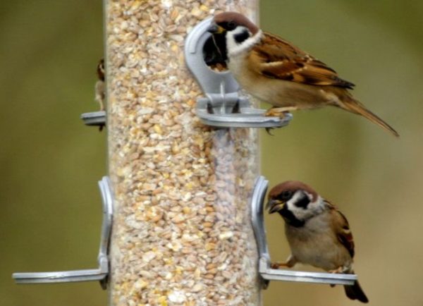 Birds_at_Feeders