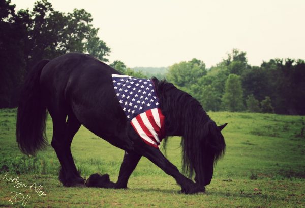 Bowing Friesan horse w US flag-min