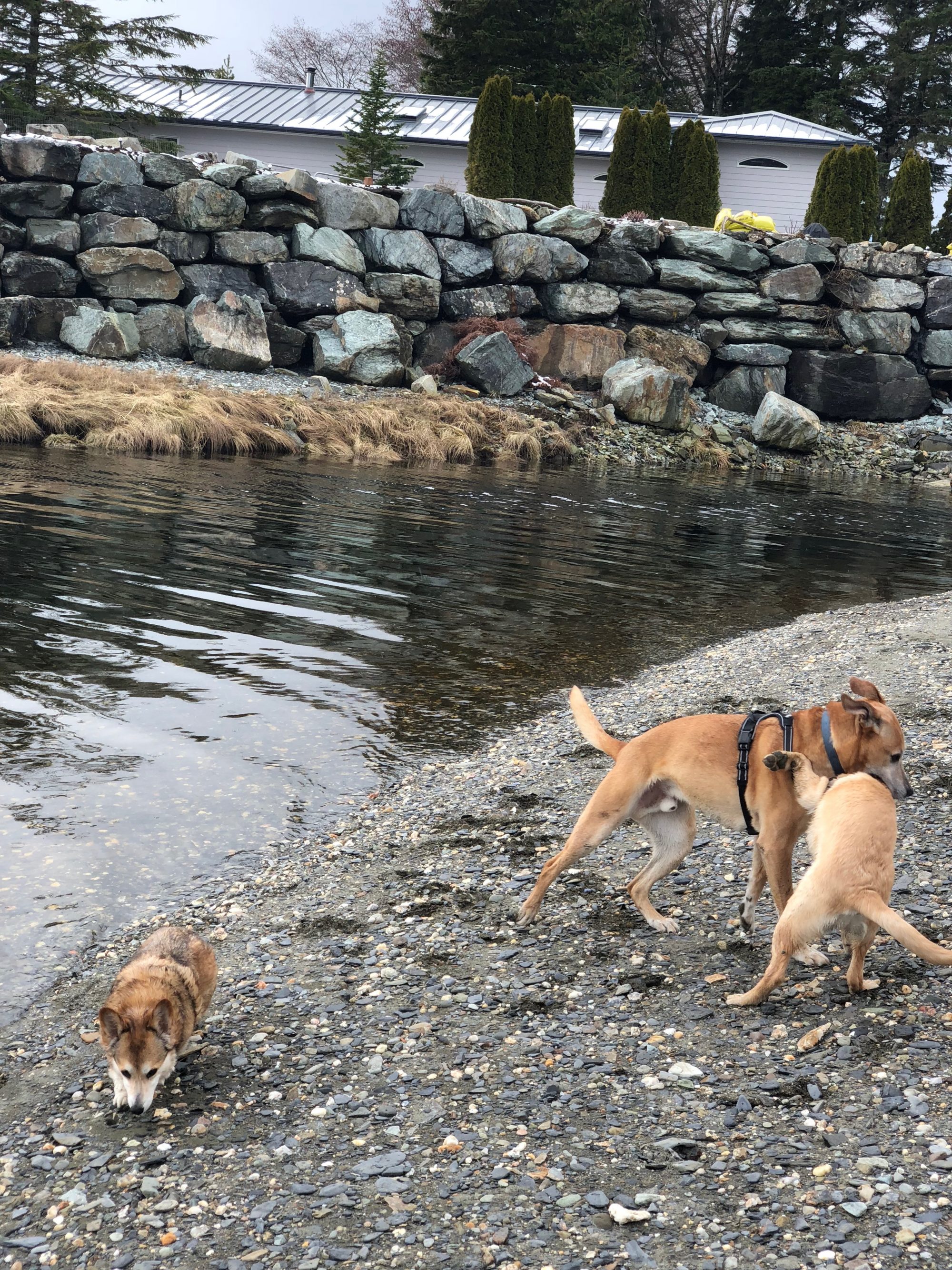 Clyde Romping with Shiloh on the Beach