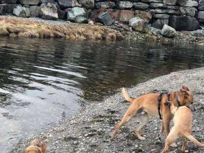 Clyde Romping with Shiloh on the Beach