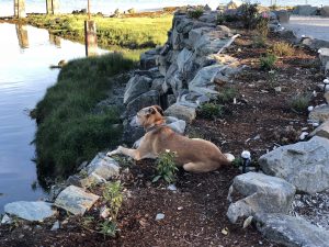 Clyde Watching Seawall