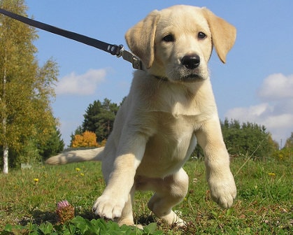 Puppy Leash Park