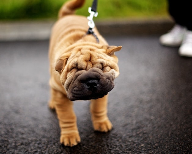 Puppy on Leash