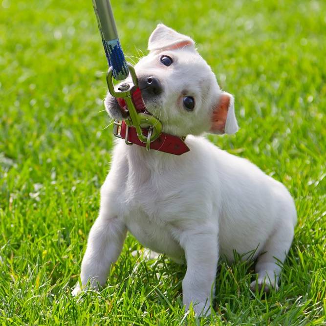 Puppy Biting Leash