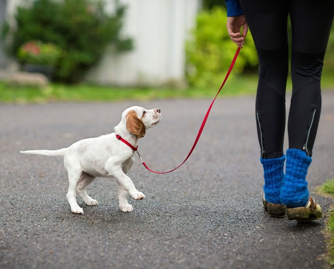 Puppy on Leash Walking