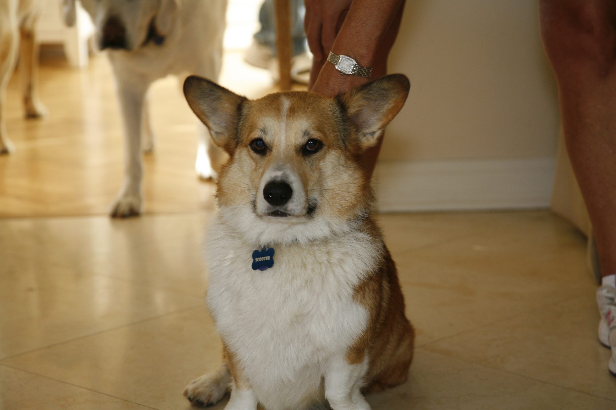 Scooter the Corgi