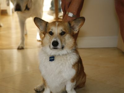 Scooter the Corgi