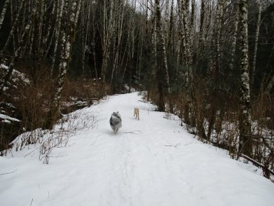 Shiloh & Dega on snow run