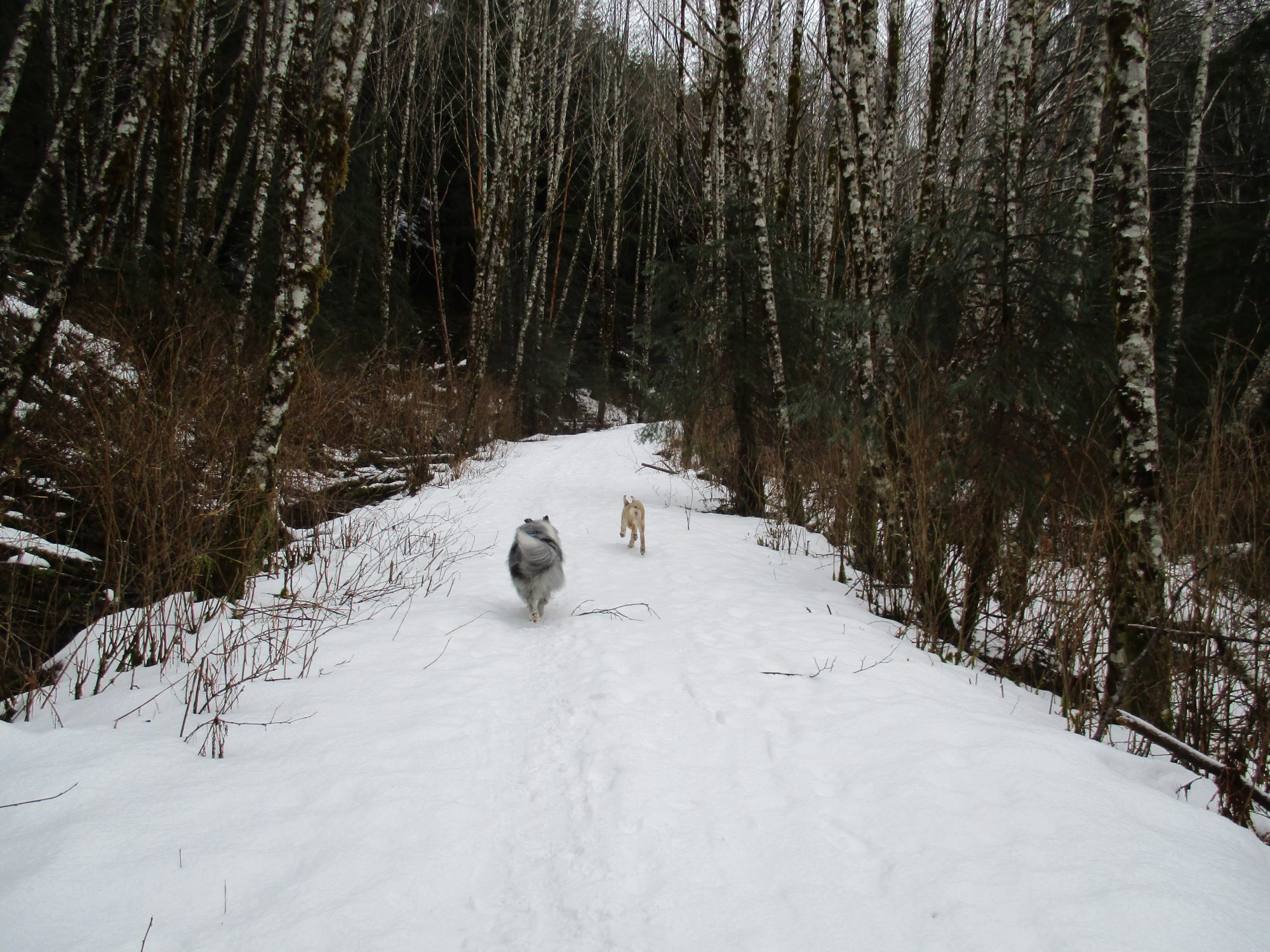 Shiloh & Dega on Snow Run