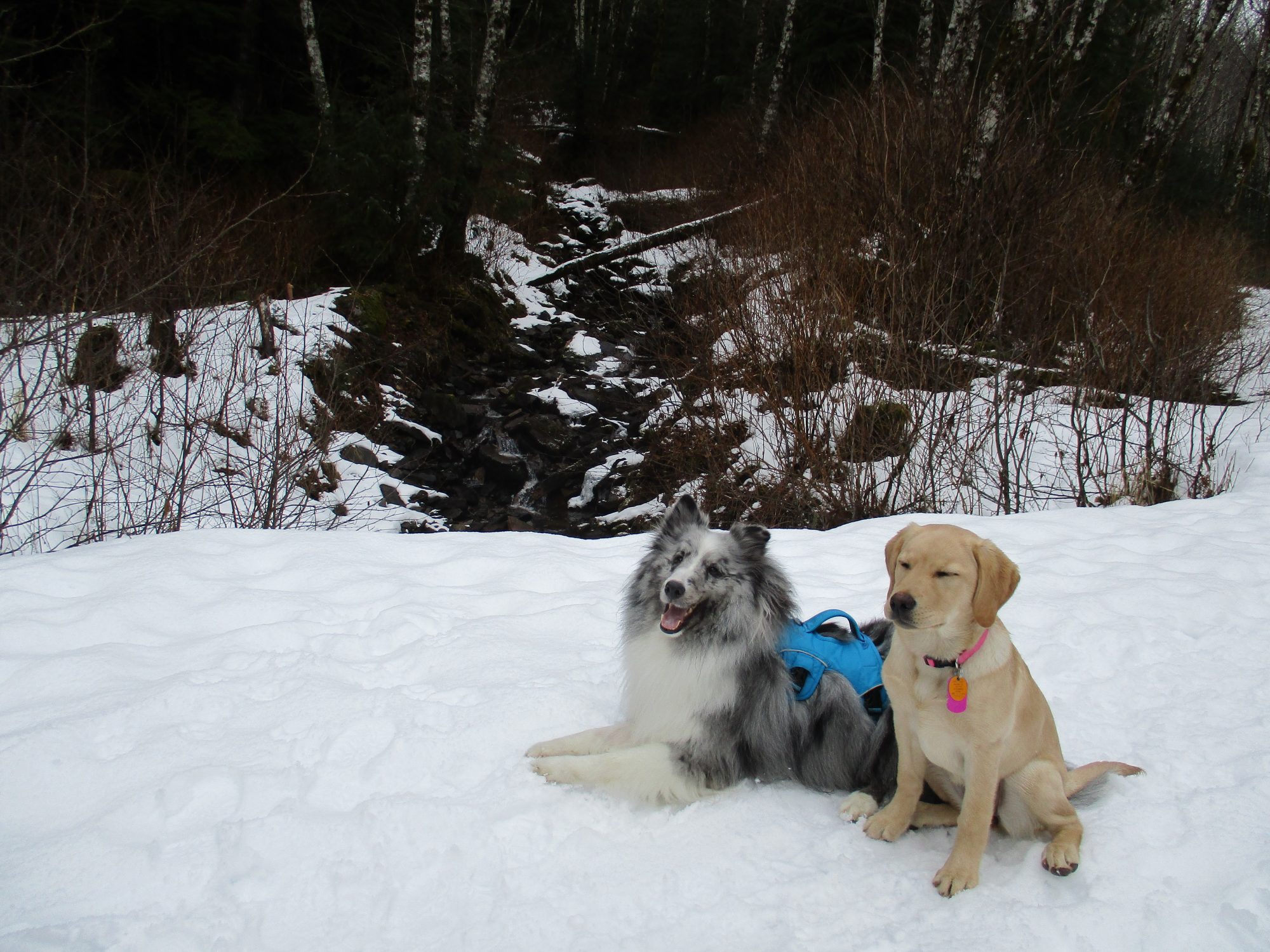 Shiloh & Dega Snow Rest