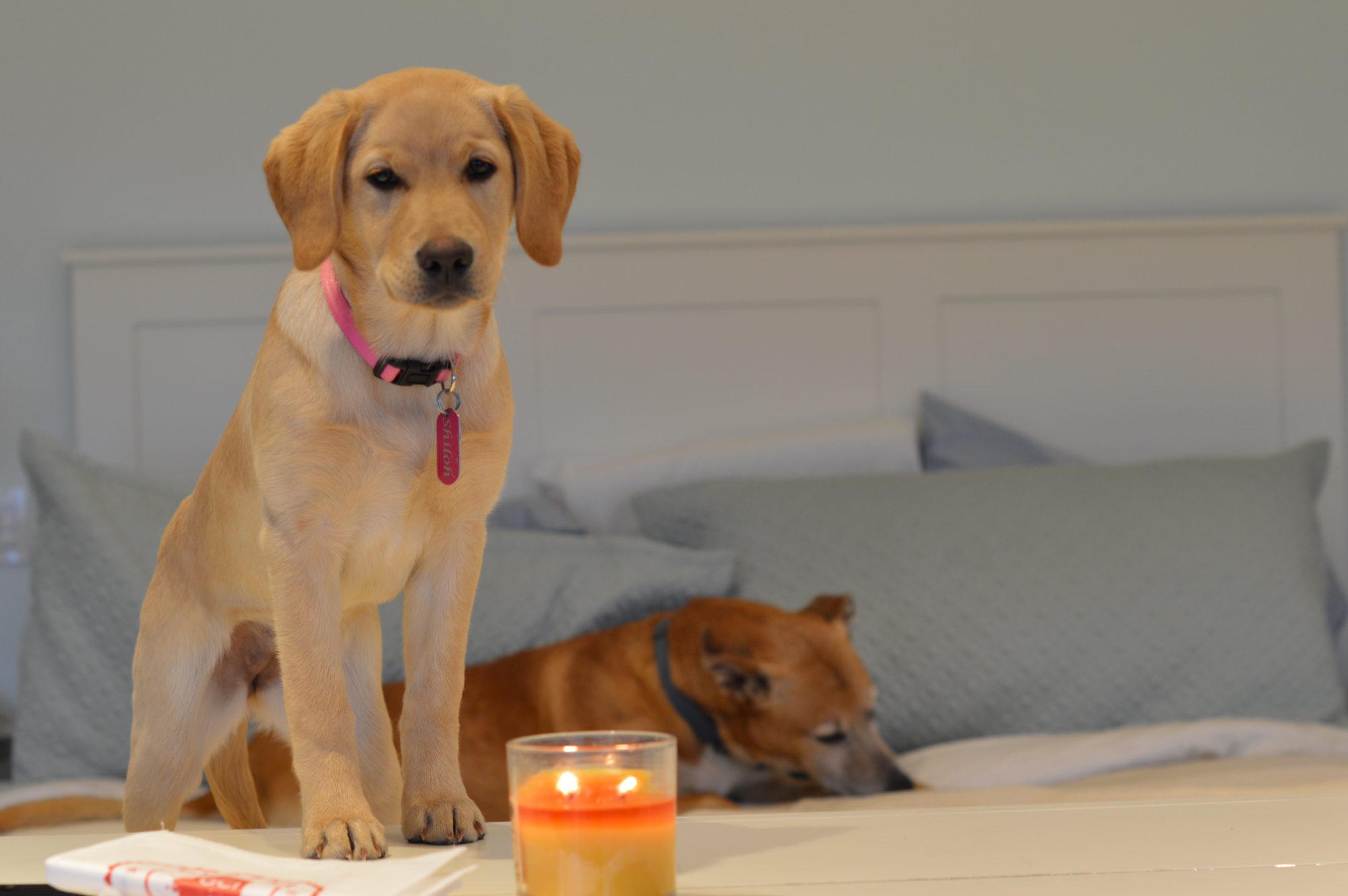 Shiloh & Clyde with a Candle