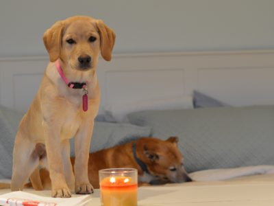 Shiloh & Clyde with a Candle