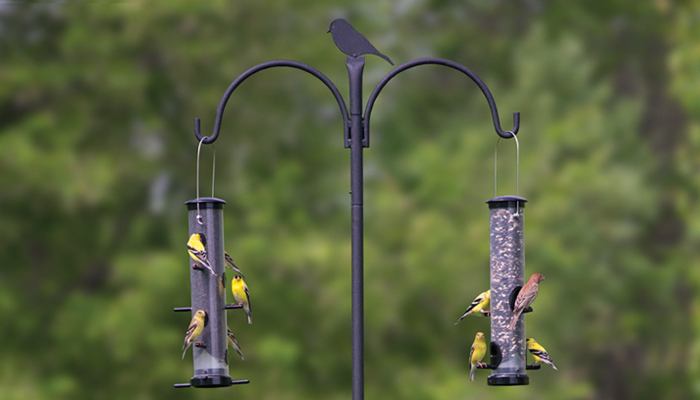 Two Bird Feeders