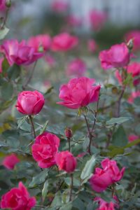 blooming knock out roses