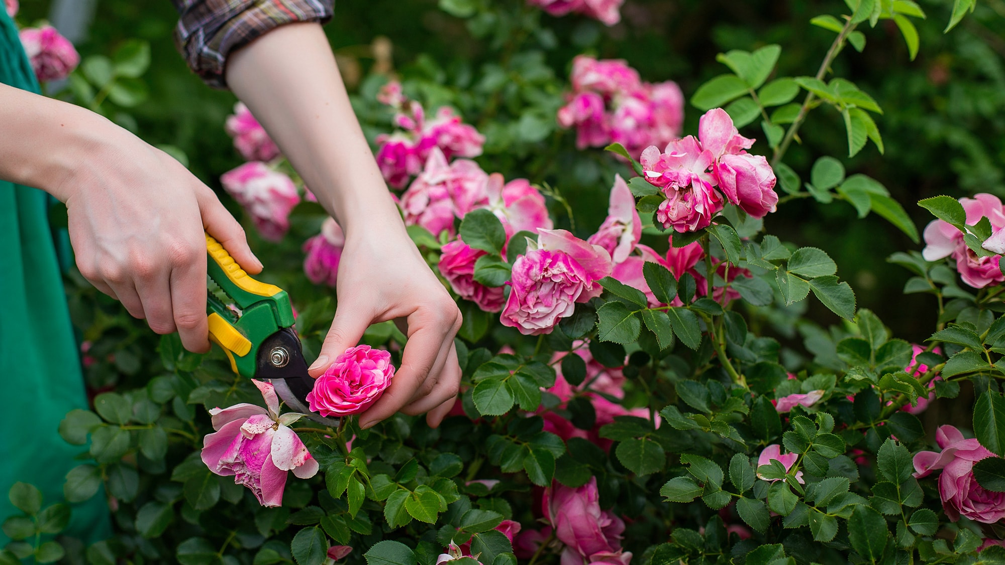 pruning roses