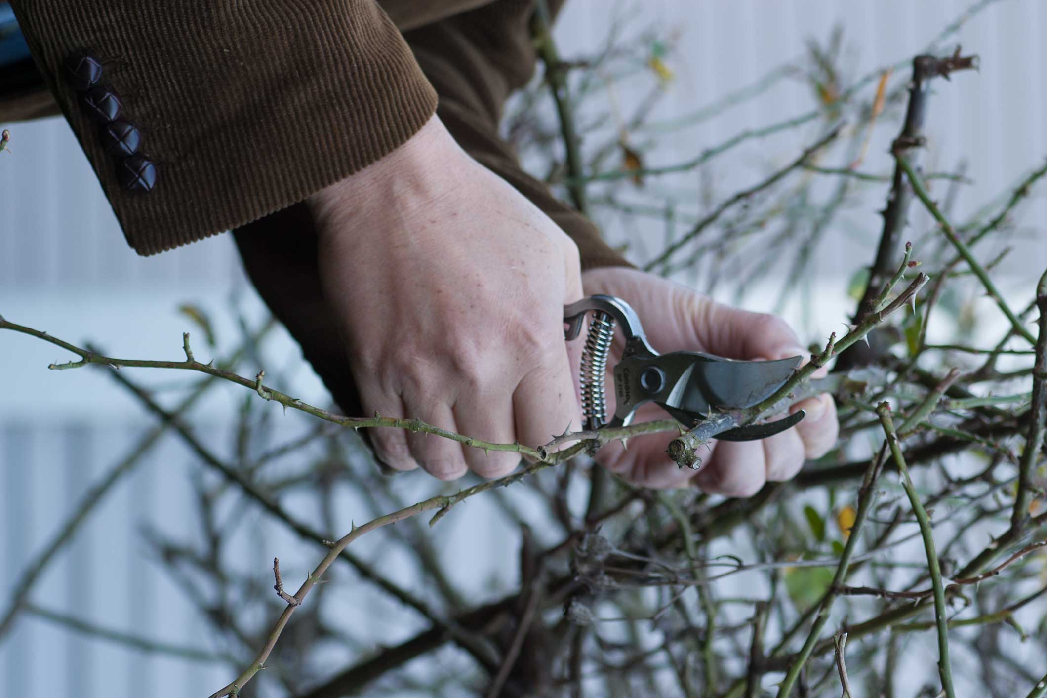 spring pruning photo