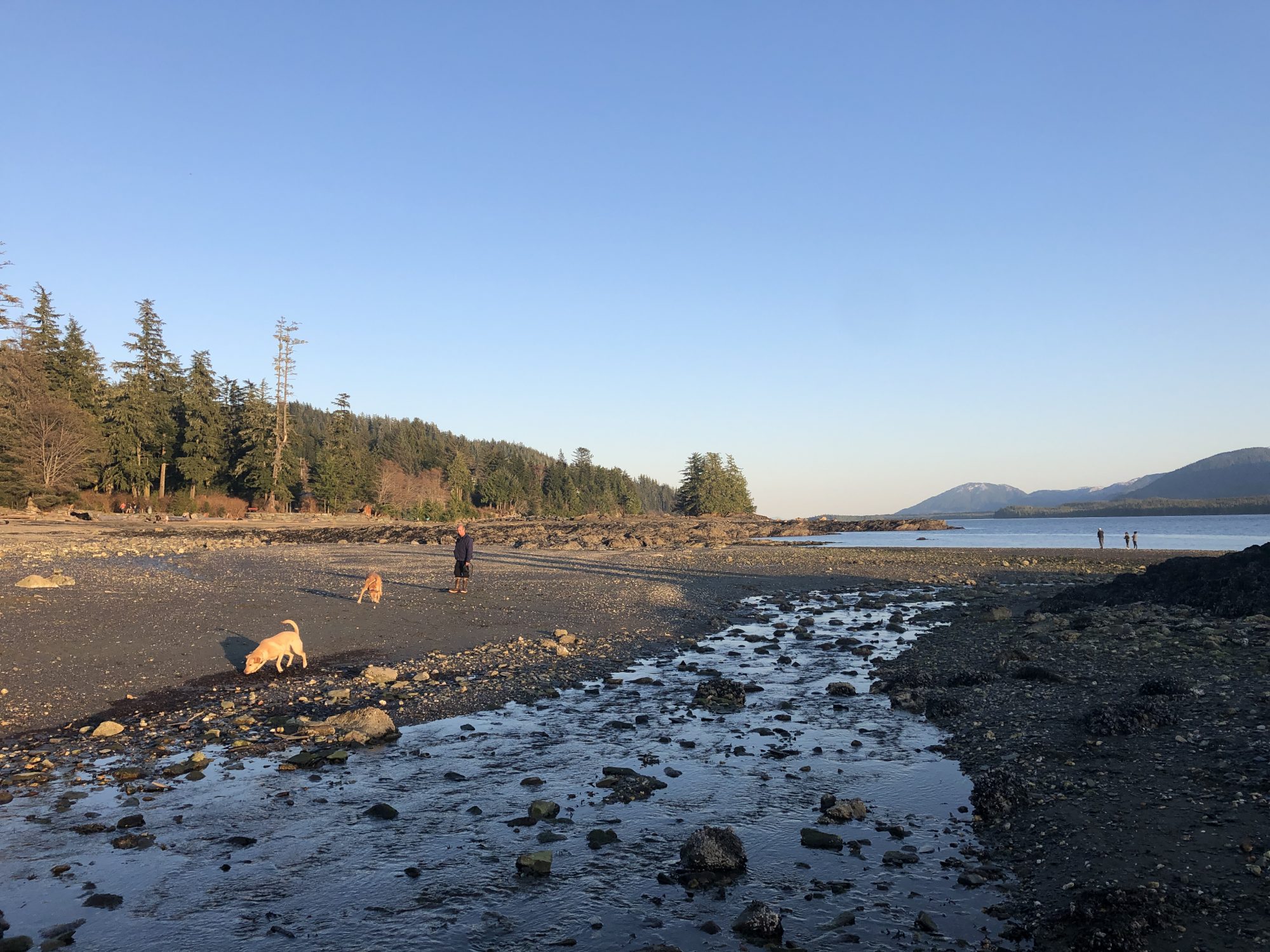 Hanging with Dogs on Rotary Beach