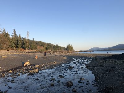 Hanging with Dogs on Rotary Beach